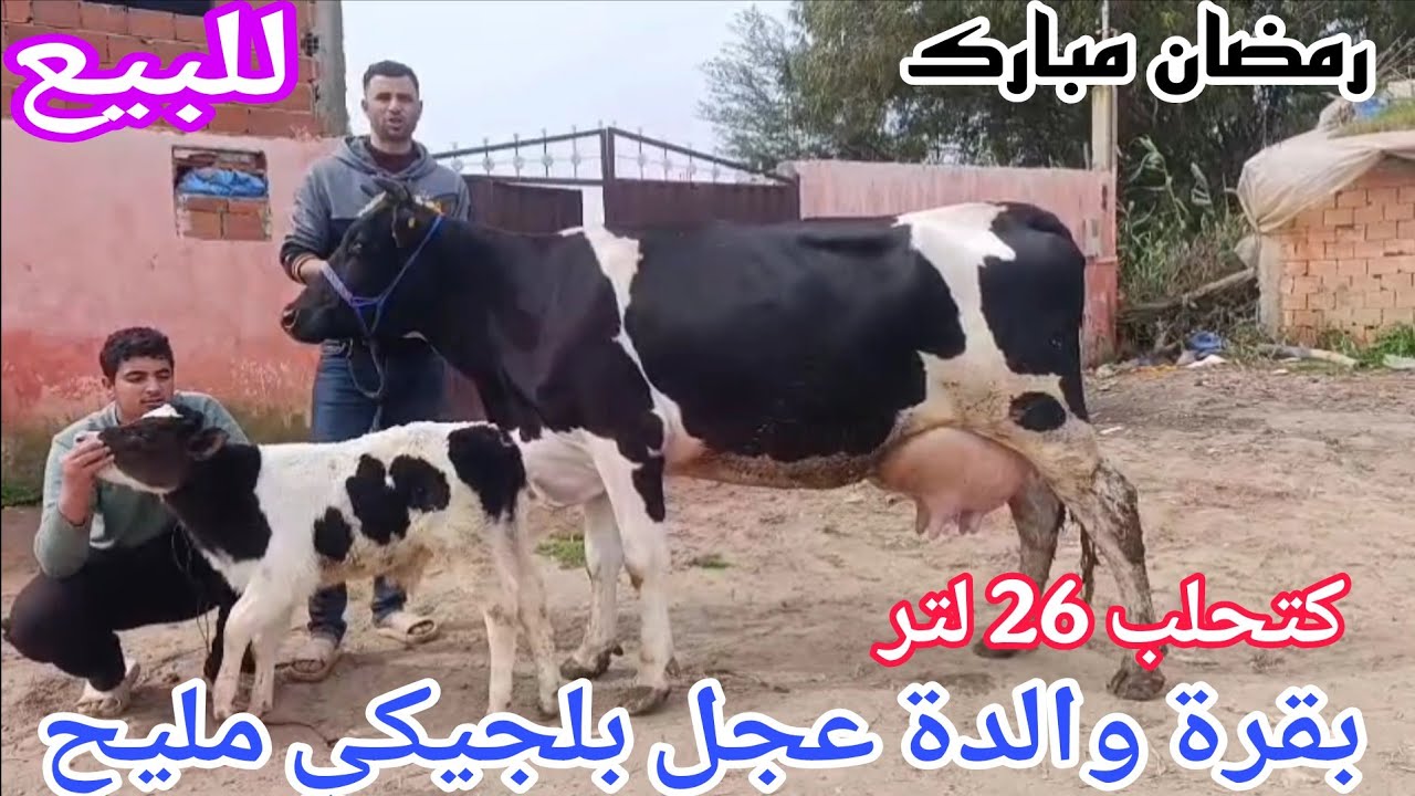 تباااارك الله 💫بقرة والدة عجل بلجيكي مليح 🌟إتصل 06.67.49.08.31📞 ألو سي قاسم نواحي الغرب🇲🇦 