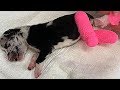 Rescue 2 Weeks Old Poor Puppy with Severely Suffering From Sepsis