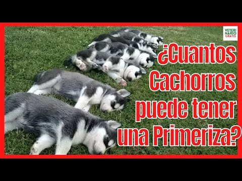 Video: ¿Qué buscar cuando mi perro debe tener cachorros?