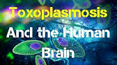 scho vegye be a toxoplazmát