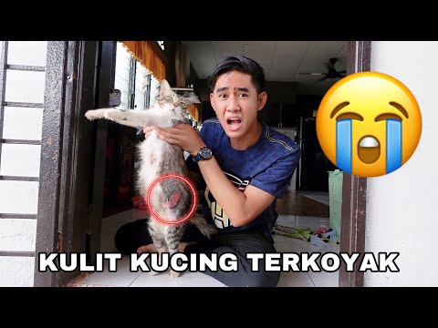 Video: 10 Hadiah Untuk 10 Berbagai Jenis Ayah Anjing