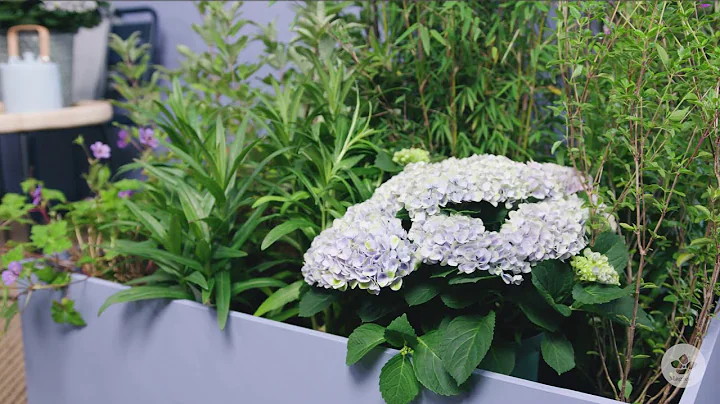 What is the best month to plant a garden hydrangea? - DayDayNews