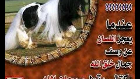 سوره الانفطار الشيخ باسل  ياسر