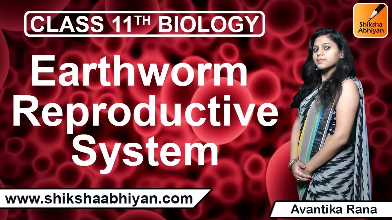 Earthworm Reproductive System -#CBSE Class 11 Biology - YouTube