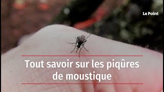 Tout savoir sur les piqûres de moustique