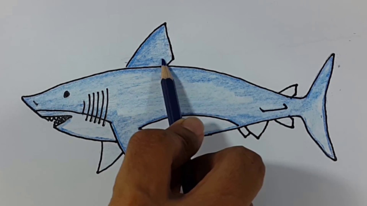  Cara Menggambar Ikan Hiu  3d