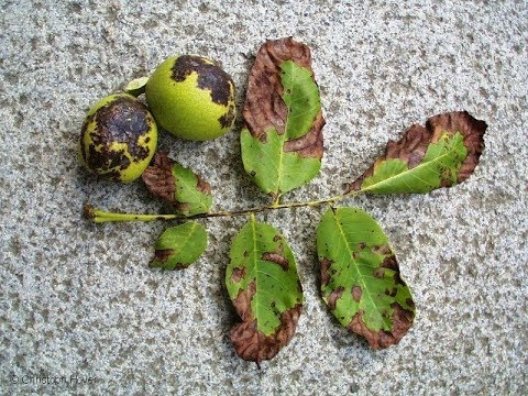 Video: Gövde Çürüklüğü Bilgisi - Gövde Çürüklüğü Olan Ceviz Bitkileri İçin Ne Yapmalı