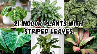 21 Indoor Plants With Striped Leaves | Varigated Leaf Indoor Plants -  YouTube