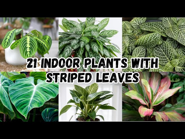 indoor plant grow LED Plant Light – Full Spectrum Grow Light for Indoor Plants – Urbane Eight  Inc main image 0