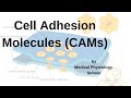 Cell Adhesion Molecules/ CAMs/ Integrins/ Adhesion molecules/ cadherins/selectins.