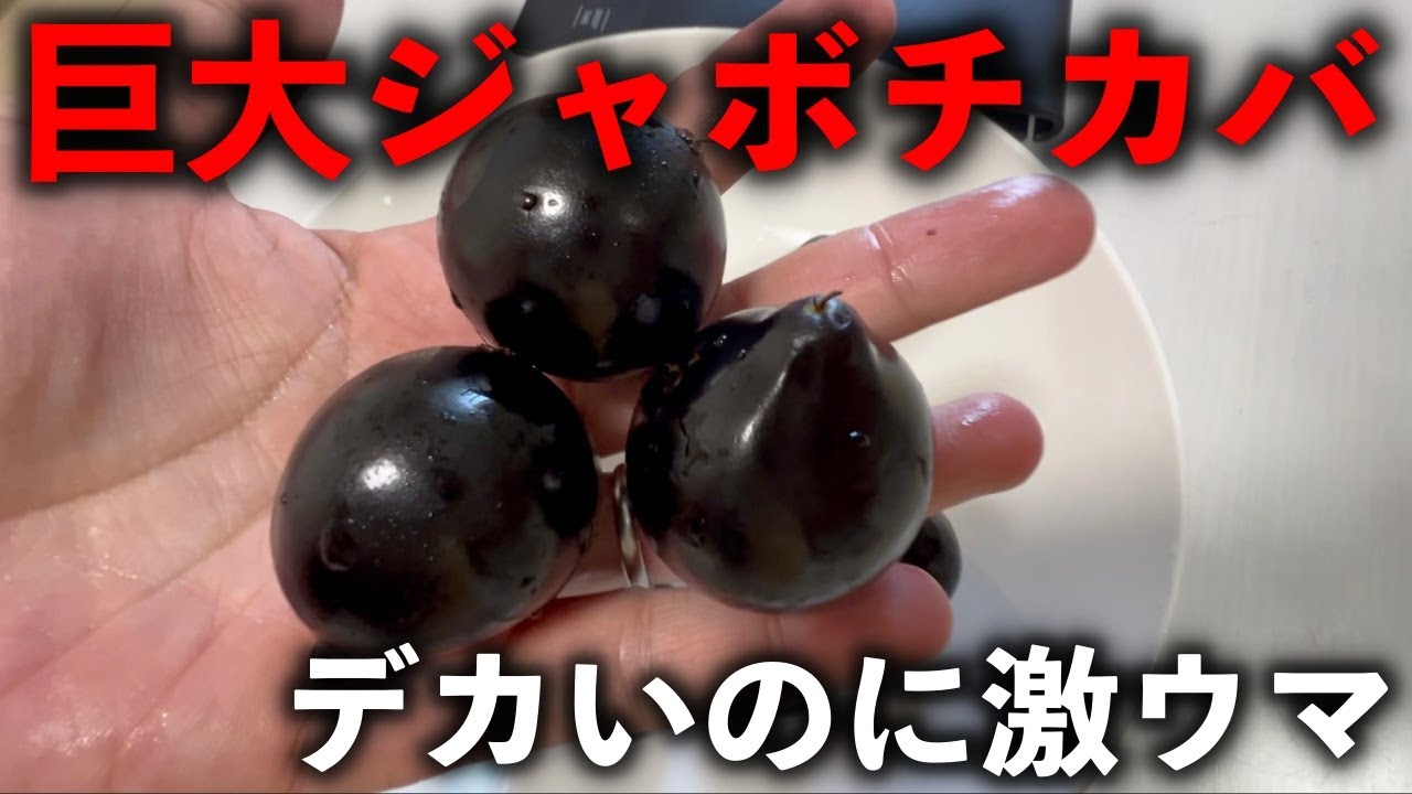 Super rare fruit] The biggest jaboticaba I've ever seen was so