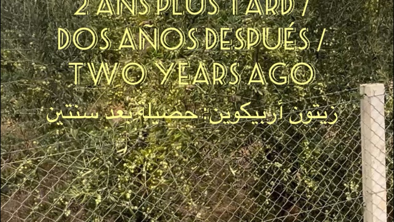 Olive Arbequina :2 ans plus tard / Dos años después / two years ago زيتون أربيكوين: حصيلة بعد سنتين
