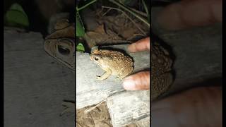 Download Lagu Schattige kikkers springen zo grappig🐸😁 #leuk #kikker #grappigedieren #grappig #grappigevangsten ... MP3