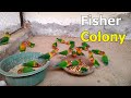 Fisher colony setup | Love Birds Colony Breeding