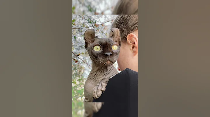 Watch the video about TOP 5 Smallest Cat Breeds #shorts