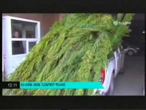 MOE: უკანონოდ მოჭრილი ნაძვის ხეები სპორტის სასახლესა და ვაგზლის მოედანზე იქნა აღმოჩენილი