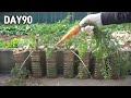 심심해서 페트병에 심어 본 당근🥕ㅣHow to Grow Carrots in Plastic Bottles