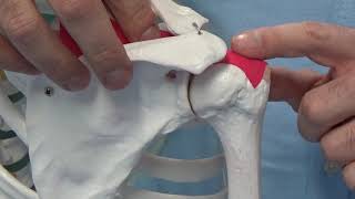 Rotator cuff - m supraspinatus