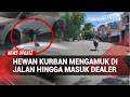 Viral Hewan Kurban Mengamuk! Lari Ke Tengah Jalan Hingga Masuk Dealer Mobil