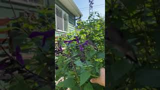 Hummingbird feeding as I hold a branch of Black and Blue Sage plant