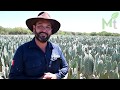 Un súper alimento para el ganado, Nopal forrajero