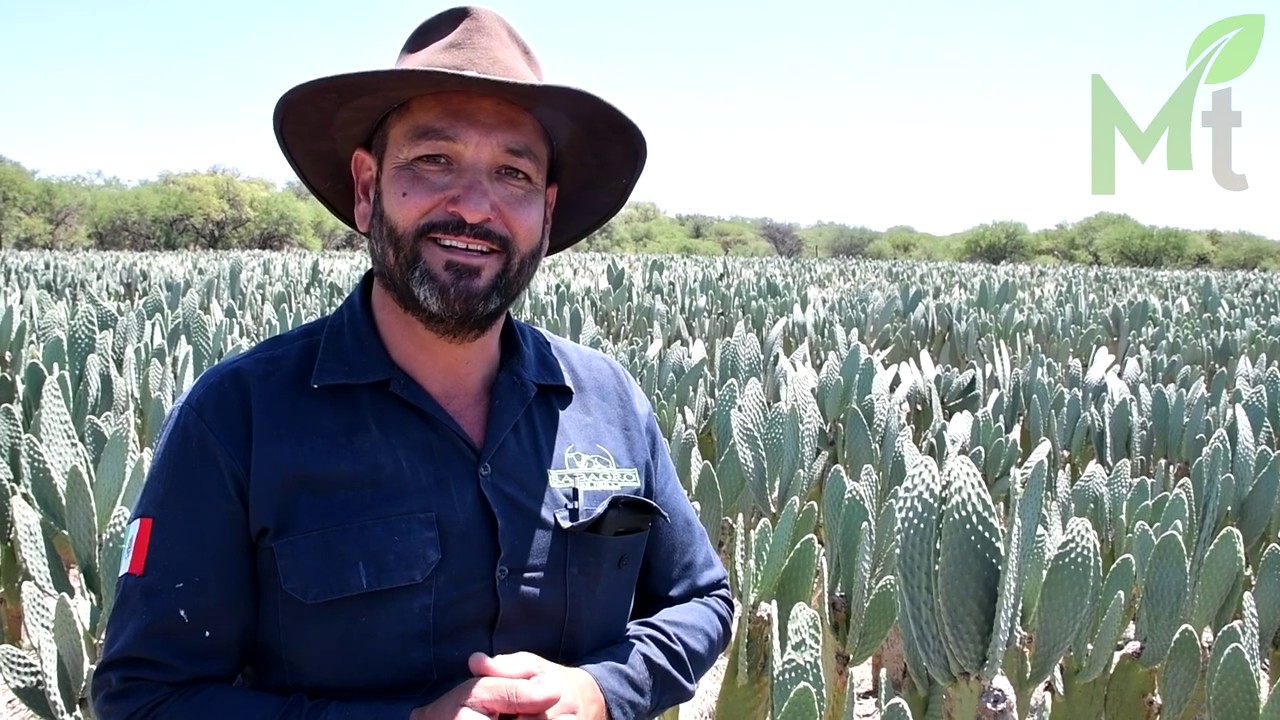 Un súper alimento para el ganado, Nopal forrajero