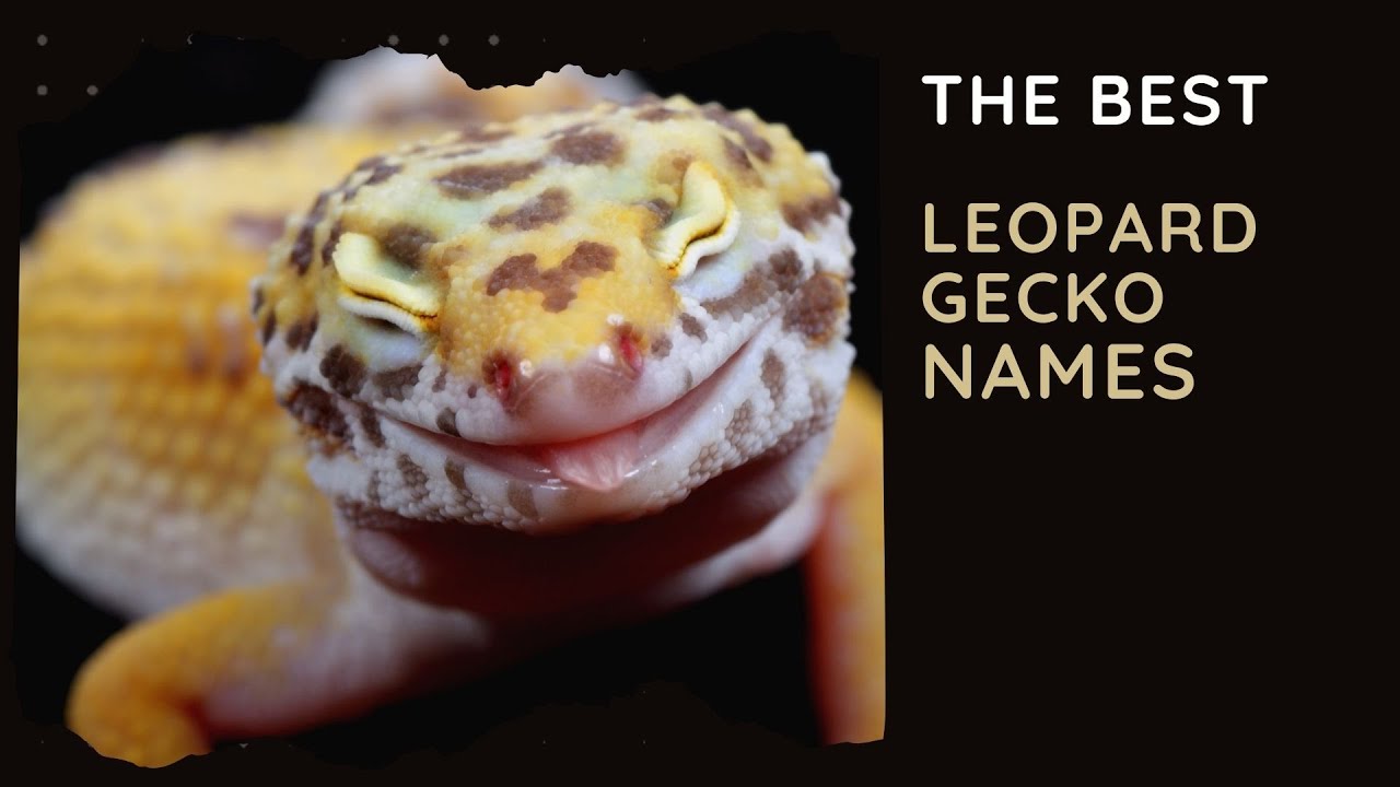 30 Best Leopard Gecko Names Girl Boy Unisex Cute Funny Cool 30-best-leopard-gecko-names-girl-boy-unisex-cute-funny-cool