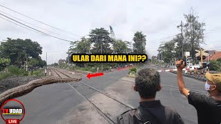 Ada Ular Piton Melintas Di Palang Kereta Solo!! Inilah Misteri Siluman Ular Penyebab Kec3L4k4An...