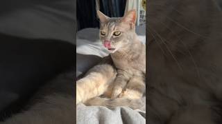 お手入れクリエさん✨ #モアクリ #shorts