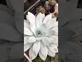 Hola yo soy una suculenta  Dudleya britonii soy muy difícil de encontrar