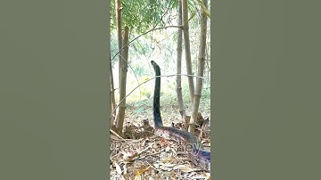 BIG INDIAN ROCK 😱PYTHON🐍#viral#viralvideo#ytshorts#trending#india#viralshort#viralreels#india