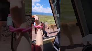 🌍 All Inclusive Africa Safari | Your Dream Adventure Starts Here