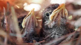 Backyard Bird Watching: Northern Mockingbird Nest Documentary