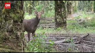 Penampakan Rusa Sambar Langka Muncul Di Kebun Warga