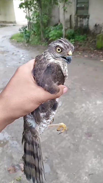 alap alap tertangkap masuk kandang ayam #shorts #shortvideo #alapalap #elang