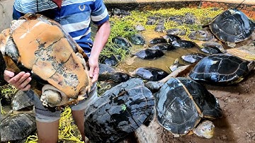 Gặp đàn RÙA, CÀNG ĐƯỚC khổng lồ tiền tỉ lớn nhất biên giới Campuchia