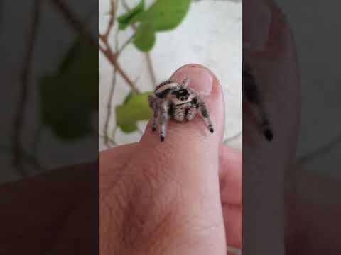 Vídeo: Les aranyes s alticidae mosseguen?