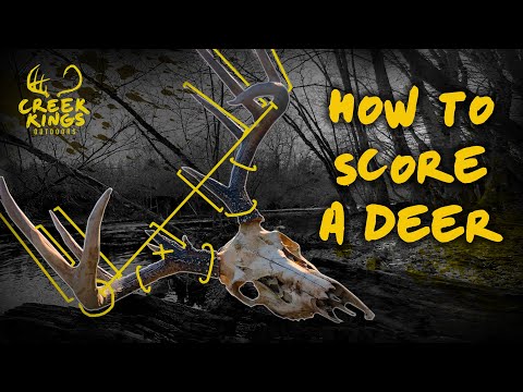 7-Easy Steps to scoring Whitetail Deer- 2020 - FEATHERNETT OUTDOORS