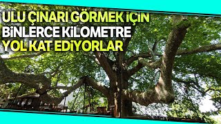 Dünyaca Ünlü, 600 Yıllık Ulu Çınar Doğal Güzelliğine Kavuştu
