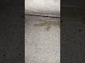 lizard video #big lizard #chhipkali video #gecko video #big lizard video #big chhipkali video#lizard