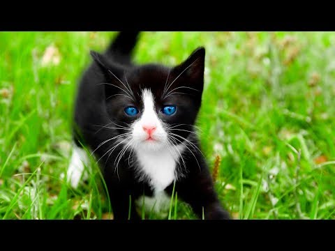 😁 Funniest 😻 Cats and 🐶 Dogs Awesome Funny Pet Animals 😇