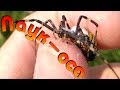 Аргиопа Брюнниха. Опасные пауки.Argiope bruennichi.