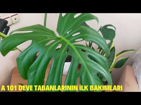 A101 Deve Tabanlarının Bakımlarını Nasıl Yapmalıyız/Monstera Deliciosa Hastalık Belirtileri