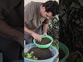 Petunia Repotting Self Grown From Seeds | Bigger Blooms Healthy Growth Guide #homegarden #shortvideo