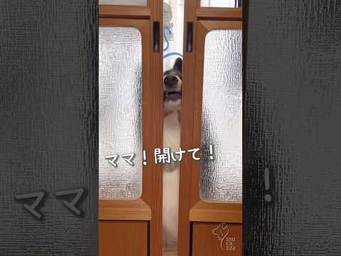 どんな時もママと一緒にいたい愛犬たち🐶🐶 #ボーダーコリー #オーストラリアンシェパード