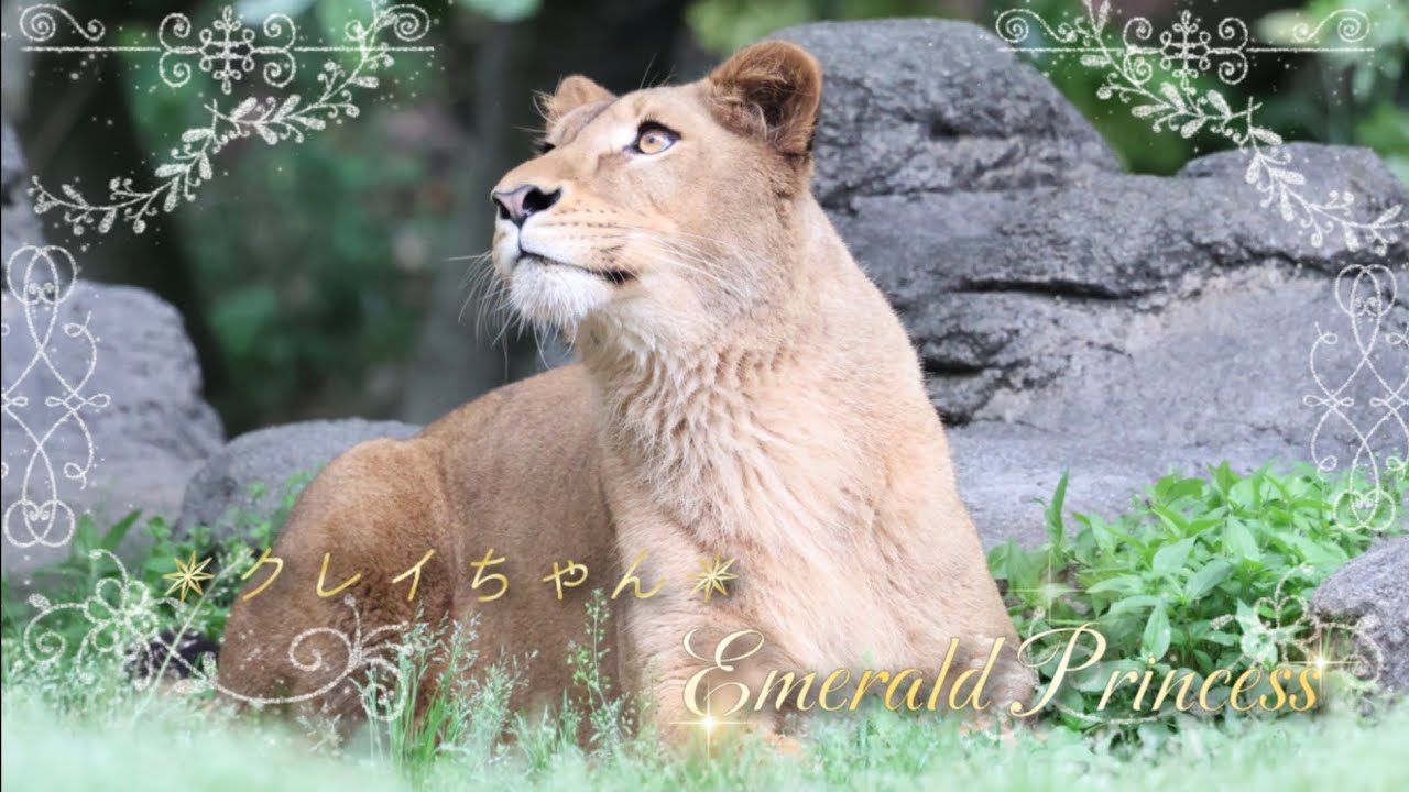 ❅クレイちゃん✵Emerald Princess❅オリジナルソング❅クレイ❅ライオン❅とべ動物園