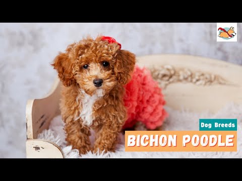 Bichon Poodle: All