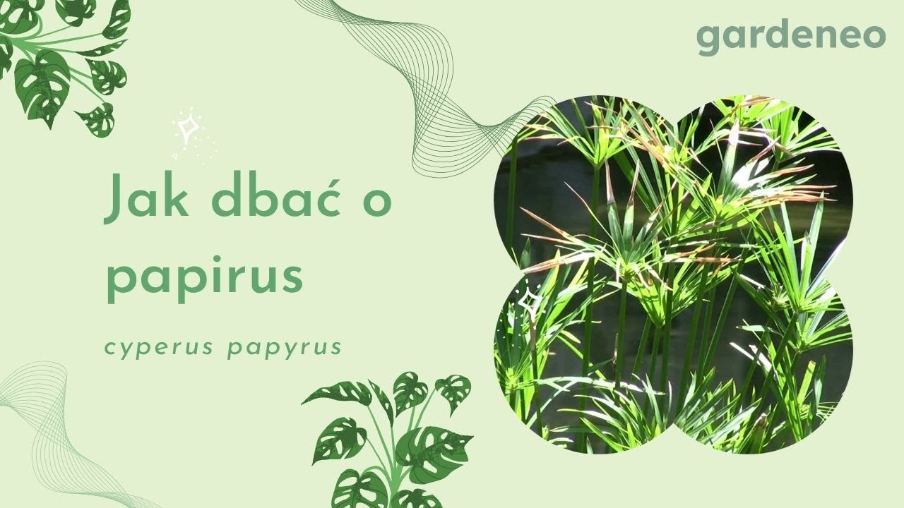 Papirus: poradnik uprawy