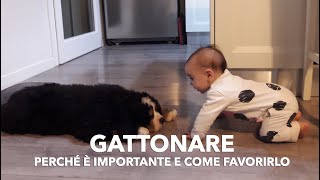 Gattonare: come aiutarlo e perché è importante