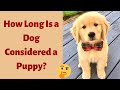 How Long Is A Dog Considered A Puppy? What are the Growth Cycles of Puppyhood?